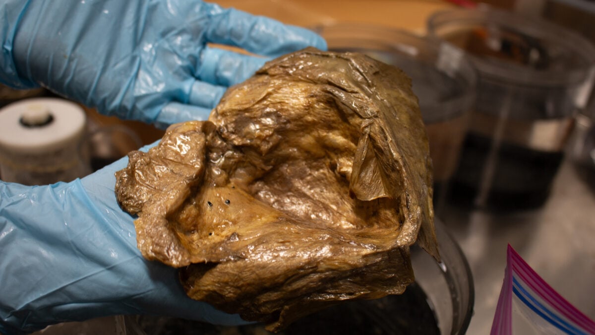 The Golden Mystery of the Alaskan Seafloor: Unveiling an Oceanic Enigma